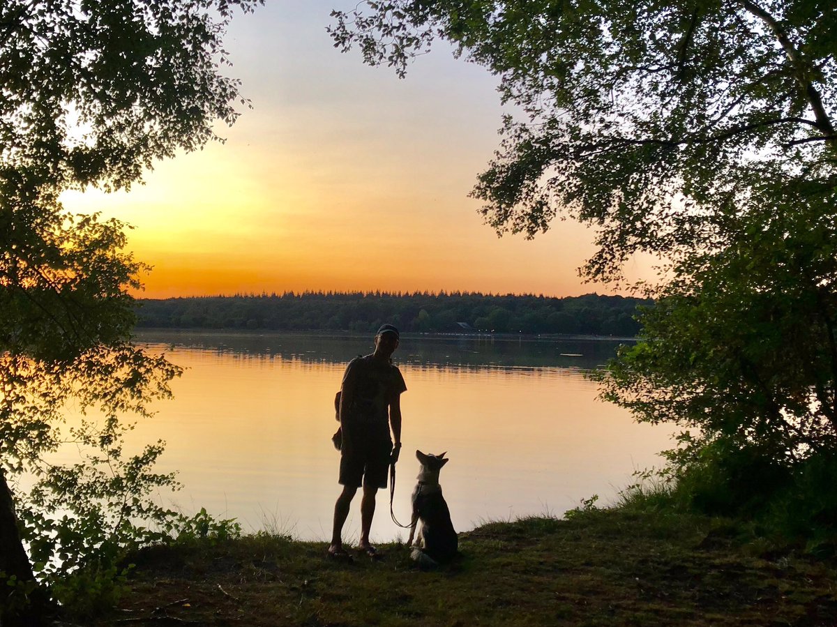 riggins_collie's tweet photo. I went on a long drive. I slept in a house that came with us ⛺️. I played frisbee. I was a good dog. I love my papa and I love my brother and I love my mam. I’m a good dog. https://t.co/DsIiwXfS2V
