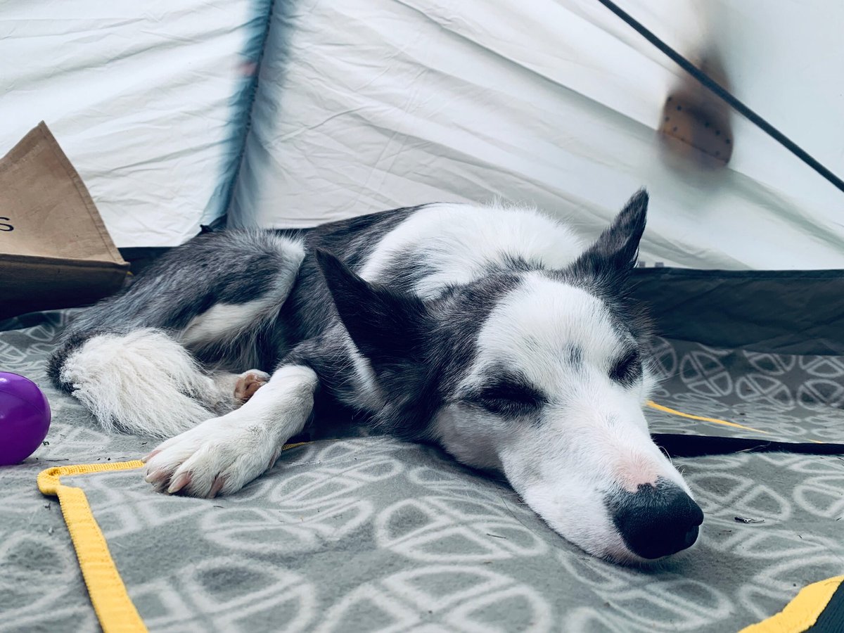 riggins_collie's tweet photo. I went on a long drive. I slept in a house that came with us ⛺️. I played frisbee. I was a good dog. I love my papa and I love my brother and I love my mam. I’m a good dog. https://t.co/DsIiwXfS2V