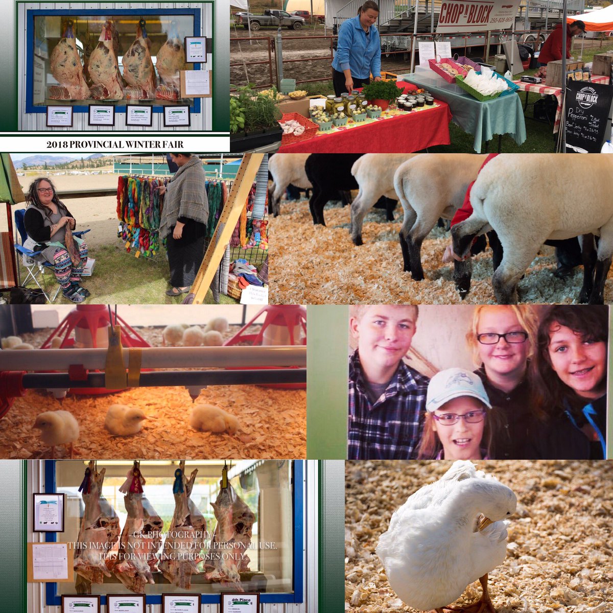 PWFKamloops's tweet photo. Happy BC Day! What better day to announce that #81stPWF in #Kamloops is officially a #BuyBC Fair! Check out the BuyBC booth Sept 27-30 & mark your calendar for Sept 30, sale day & your chance to fill your freezer w BC 4-H lamb & beef!
#eatdrinklocal
#KamloopsFallFair
@BCFairs https://t.co/kvTadau6nP