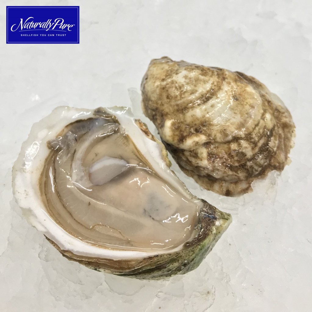 Happy #NATIONALOYSTERDAY ✨ Shuck yes, I'm excited!

If you’ve never tried one – delay no longer, today is the day. 🌊 Local, healthy, salty bursts of delicious flavor... I love mine w/ just a touch of Tabasco sauce.

🐚 How do you like yours??
.
.
.
#OysterLove #Oysters