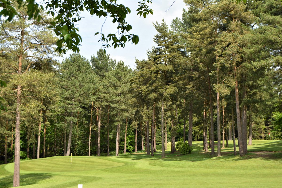 The 17th & 6th @WesterhamGC - and those pines! #pines #trees #golfing #golf #golfcourse #kent #golfer #outofthewoods #golfchat