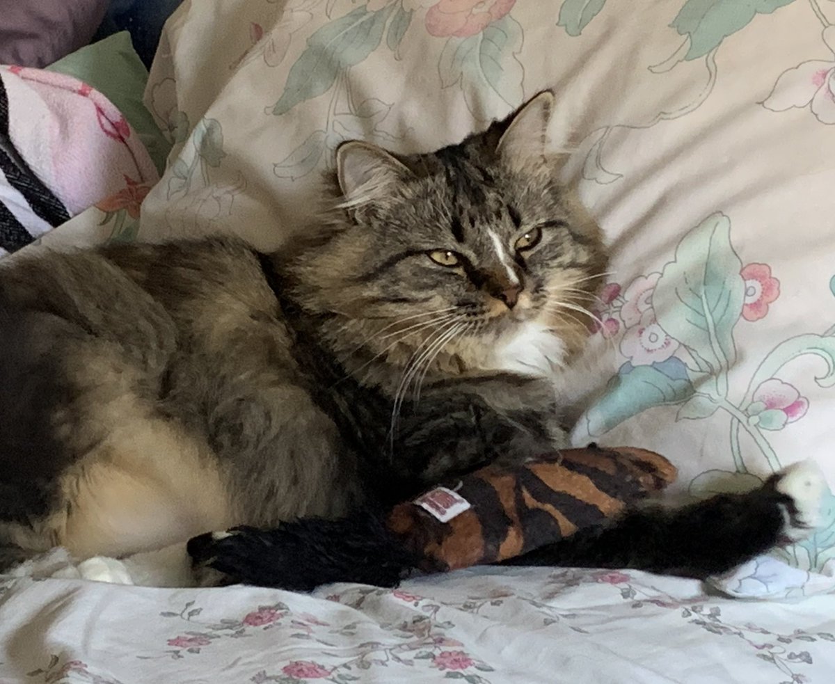 AmandaSmokeyIs1's tweet photo. @LittleMaineCoon @HolmiesAtHome @Joeybird @toby_rules1 @MaineCoonCatsOH @Cleo_sMommy @Tonithecat32 @yongmaylingjen1 @SassyCassyCat @keepupwithjen @JessFudge20 @lucymusiccat @JethroKitty @JoyOfCats @LordGraydon @carolineCMCE @TheCatMalice @basepaws @CoonQuizmo @buddy_gizmo You are one of our best friends and officially in the #mainecoonclub & the #MCP All your friends on #CatsOfTwitter ❤️ u. Someone told Mommy I was only a mix, & it made her sad cause she ❤️ me very much & proud of me. She say anyone who don’t like us are meanies who are jealous https://t.co/b1fgIPFVU5