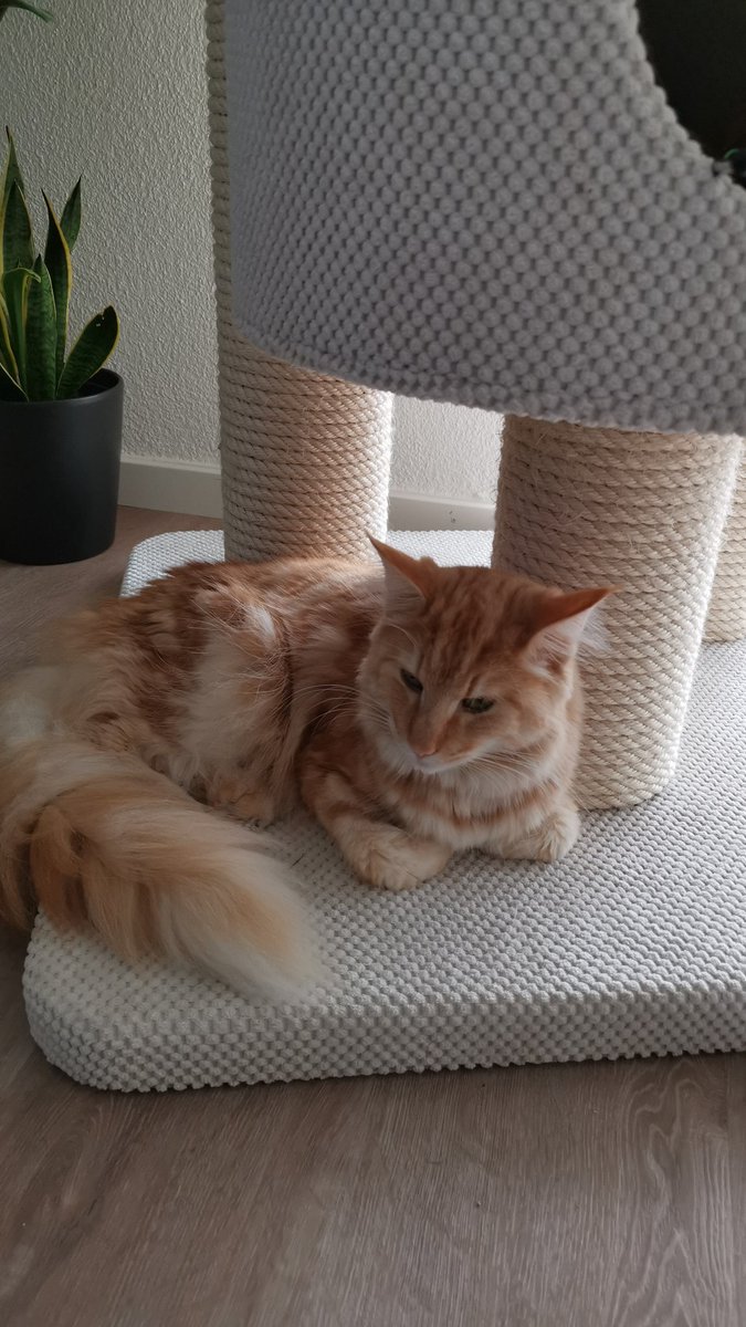 Shlorox's tweet image. 1,5 Jahre ist er jetzt jung. Ein Lebensfrohes Tier, etwas trollig aber unfassbar liebenswürdig. Seit kurzer Zeit frisst er immer weniger und wird sehr dünn, Diagnose: FIP - leider nicht heilbar. Mit etwas Glück hat er noch 12 Wochen. Der Knoten im Magen hat bereits Golfball größe