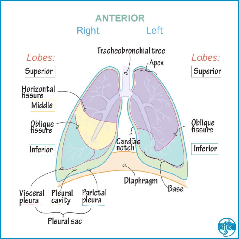 Ditki, Medical & Biological Sciences on X: Review key structures of the  Respiratory System! #respiratorysystem #grossanatomy #anatomyandphysiology  #drawanatomy #ditki #drawtolearn #drawscience #drawmedicine  #anatomytutorials #anatomyflashcards
