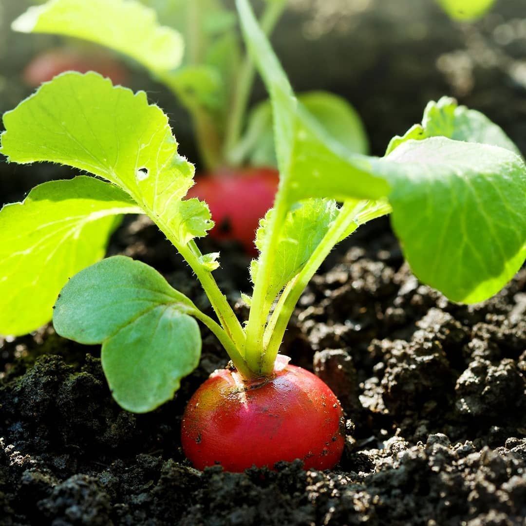 FAO's tweet image. Soil is not just dirt! 95% of the food we eat comes from our #soils! 

For a #ZeroHunger world, we have to protect the ground beneath our feet.