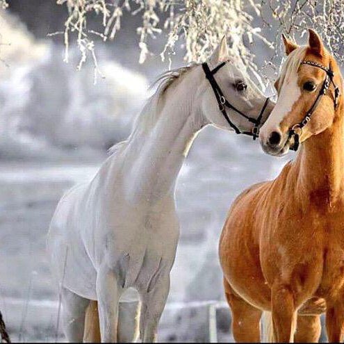 ddoodd54547's tweet photo. حدود الصحبة 🤝/
أحفـظ خويك و لـو طـوّل في غيابه
و لا تنقـده يمكـن عنك شيء .. حدّه

و اسمـع منه و لا تبدأ أبـد في عتابه
و أعذره في ثلاث لأجل حبل الموده

وإن بعدها بان تقصيره وصدة جنابه
اهجـره و لا تذكـر عيبٍ فيه أو تعـدّه
خيال https://t.co/bAHA9kqvM3
