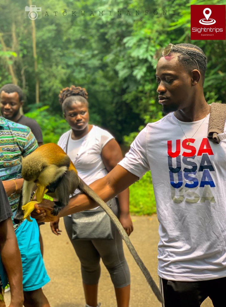 sightntrips's tweet photo. [ •The Weekend Experience• ]

1/3 📍Tafi Atome Monkey Sanctuary 🐒

The Sightntrips travel squad had an interaction with nature as we fed the monkeys of Tafi Atome with banana. 
#TheweekendExperience #TravelGhana https://t.co/UCSoOH90mx