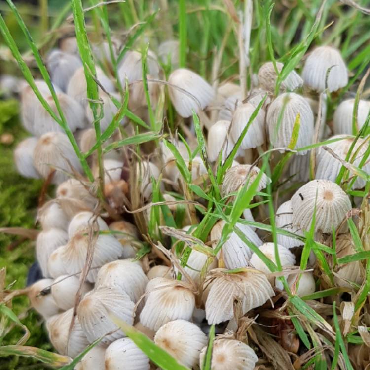 PollenSpread's tweet photo. Unidentified plant - Help me identify this #funghi 🙂🙂 is it #friendly or #foe #gardening #plants ... via @gardentags https://t.co/r7Qc98uzbg