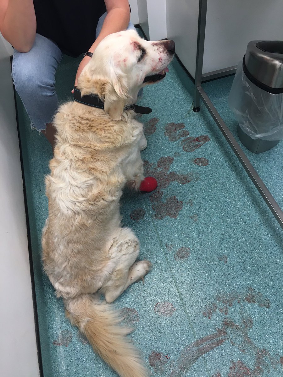 thepinesanimals's tweet photo. She started to bleed out on the way to the vets and it was a very stressful and worrying time for us all. She’s back to her usual self this morning expecting the lead to mean walkies instead of simply a toilet stop outside 🐾 https://t.co/PHndstwZ2T