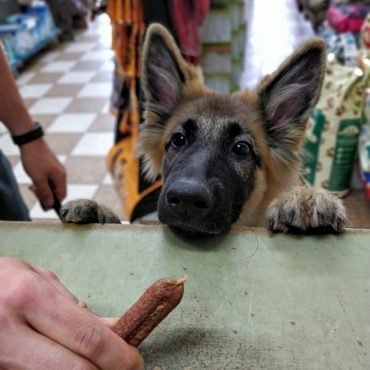 Bubbles Pet Care on Twitter ""Chi Chi's" definitely got her eyes 👀 honed in on that sausage 🐾🐾🐾