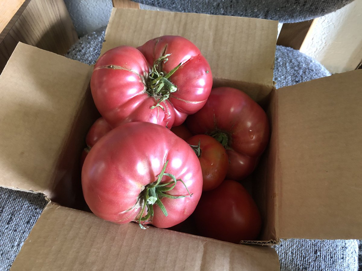These massive heirlooms are being distributed to families today!