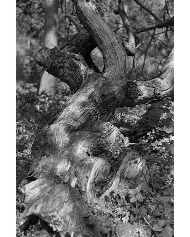 NilsScarbro's tweet photo. Praktica BC1 with Pentacon 50mm f/1.8 MC
Ilford HP5+ ISO400, Rodinal 1+25 6min
#ilfordphoto #ilfordfilm #ilfordhp5 #praktica
#blackandwhitephotography
#filmphotography #bnwphotography #believeinfilm
#selfdevelopedfilm #bwfilm
#blackandwhitefilm #bnw
#blackandwhite
#reddita… https://t.co/Aabom3flxM