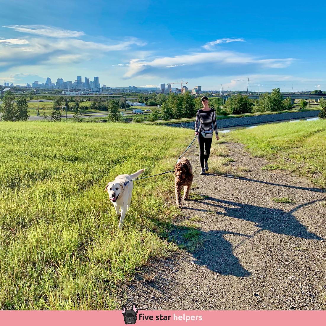 FiveStarHelper's tweet image. Sir Griff &amp;amp; Sir Winston enjoying a Five Star walk on a five-star day in Calgary.
.
⭐⭐⭐⭐⭐ Google Reviews
🐶 Need dog sitting or dog walking?
☎ 587-439-2414
📧 hello@fivestarhelpers.com