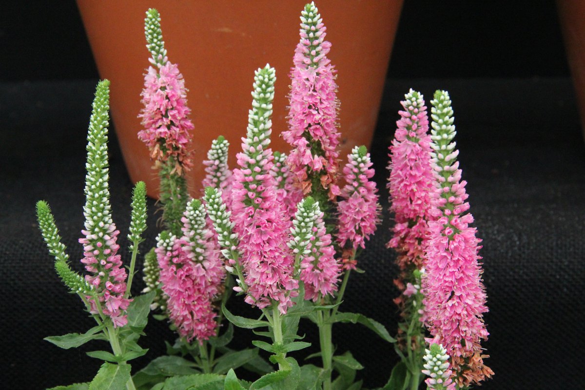 Plantheritage's tweet photo. There's more to the Veronicas than the weedy speedwells; many species and cultivars have horticultural merit. There has never been a National Plant Collection of them though - could you start the first? More info https://t.co/PX3KDfaAKk
#MissingGenera #plants #garden #diversity https://t.co/7U9jyBBV3M