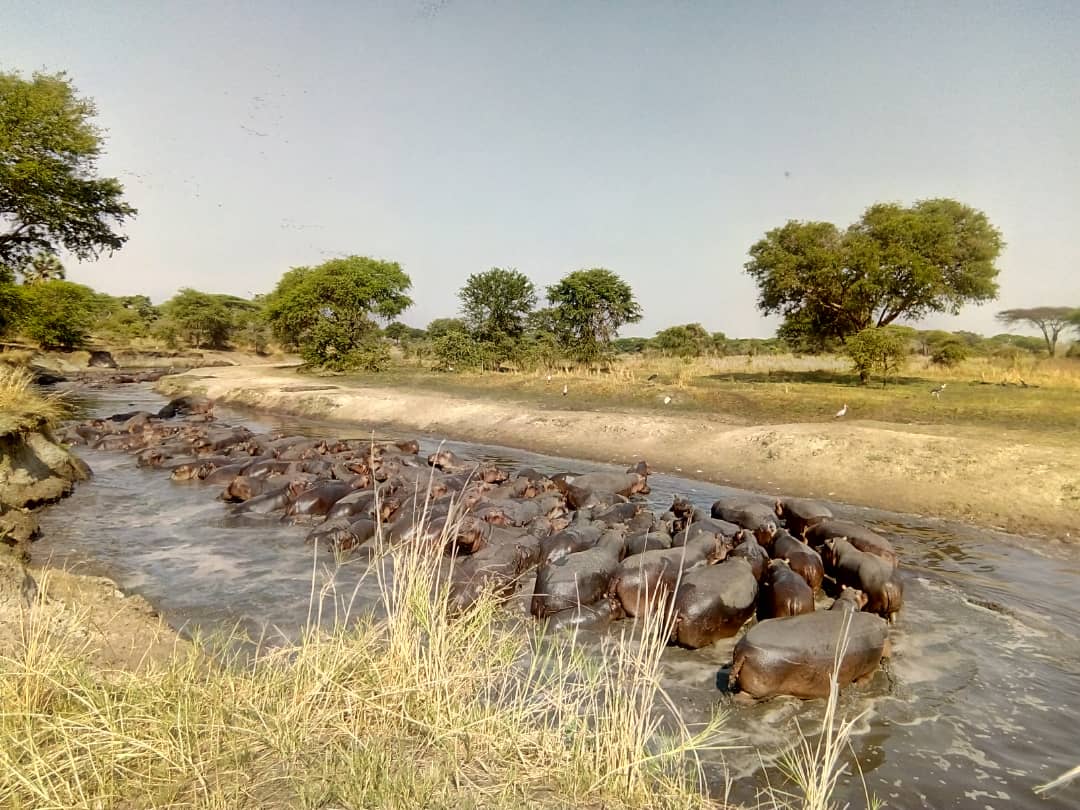 A school of Hippo at Ikuu in Katuma river, Yes it is the true African wilderness <a href="/tzparks/">Tanzania National Parks</a> <a href="/katavipark/">Katavi National Park</a> <a href="/SafariCrewTZ/">Safari Crew Tanzania</a> <a href="/MikumiPark/">Mikumi National Park</a>