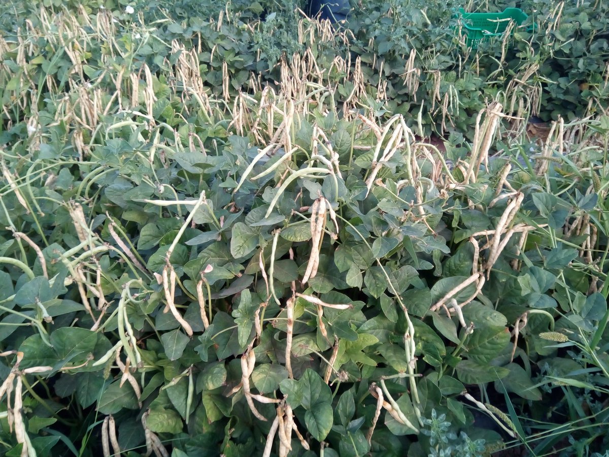 VirginiaSanNava's tweet photo. Primera recolección de caupí en nuestro CS16 @diverfarmingES @zornoza_raul https://t.co/FTrNzOxGoA