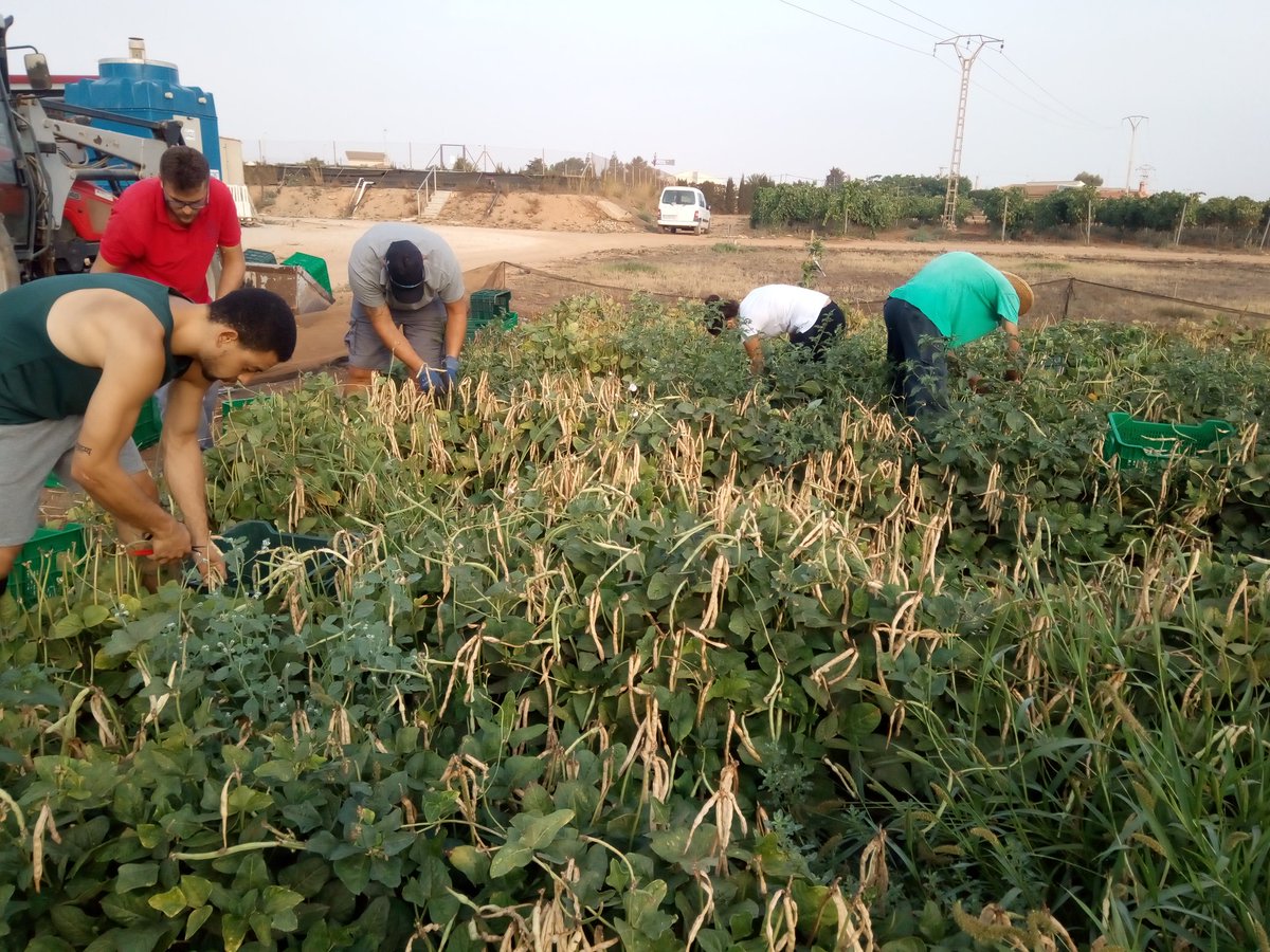 VirginiaSanNava's tweet photo. First cowpea harvest in our CS16 @diverfarming @zornoza_raul https://t.co/9agPEhYySY