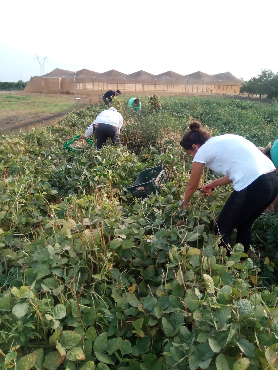 VirginiaSanNava's tweet photo. First cowpea harvest in our CS16 @diverfarming @zornoza_raul https://t.co/9agPEhYySY