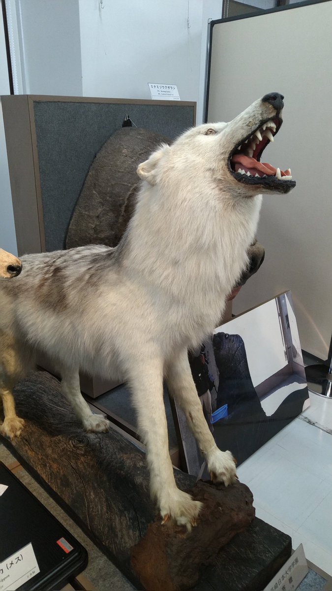 カラフトマス 剥製 カラフトマスの雄個体剥製 カラフトマス剥製