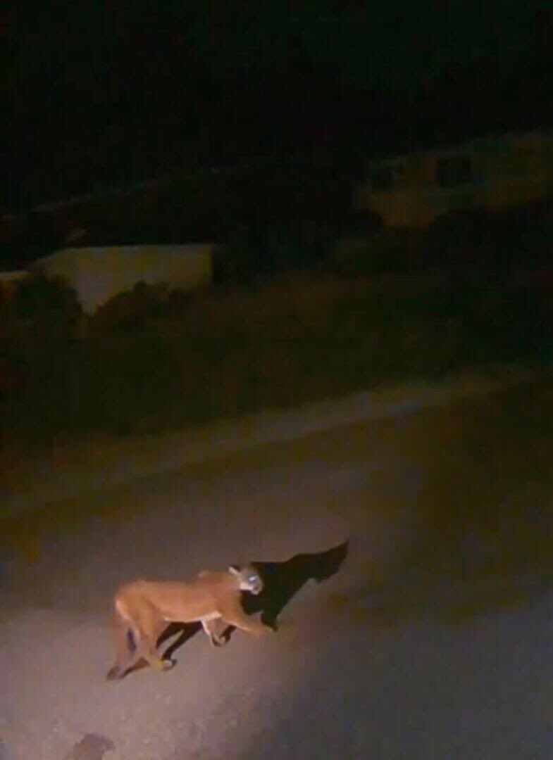 Cougar caught on security camera walking down East Mercer Way on Mercer Island last night. When reported, authorities said, “Are you sure?” This is a big kitty. Keep an eye on your pets and children. #mercerisland #seattle @KIRO7Brooke