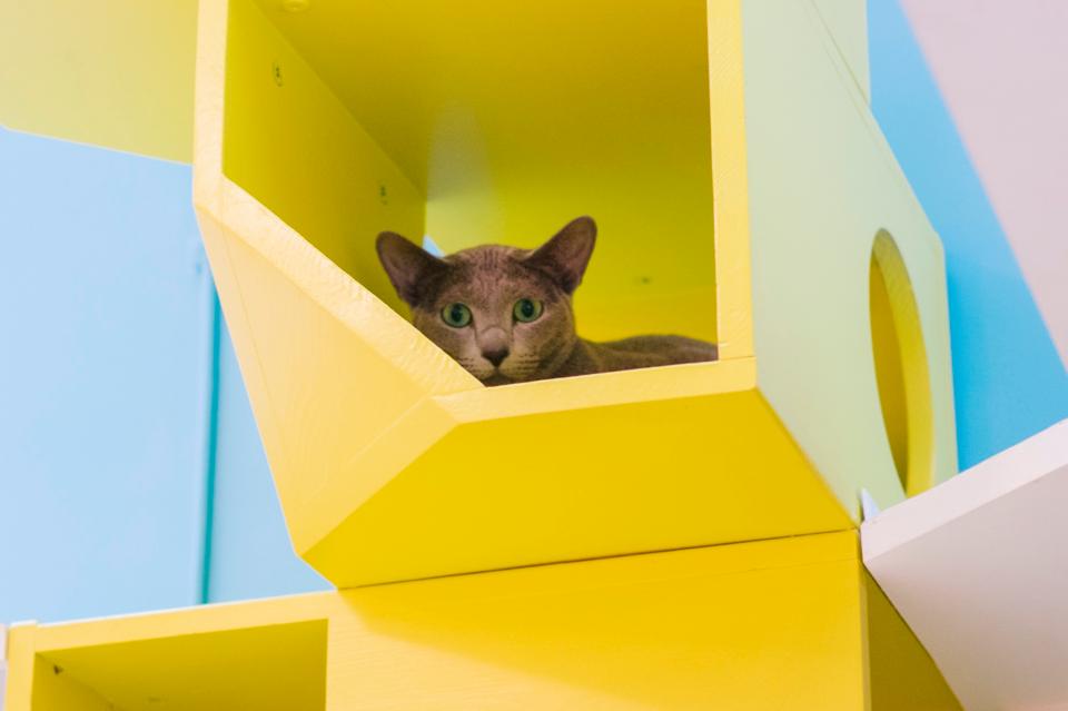 🐱 INSOLITE 🐱

Savez-vous qu'il existe à Paris un hôtel pour loger nos amis les bêtes ?
Pour plus d'infos sur cet endroit atypique, consultez sa fiche sur Hoodspot l'annuaire :

➡ bit.ly/2KFhcbF