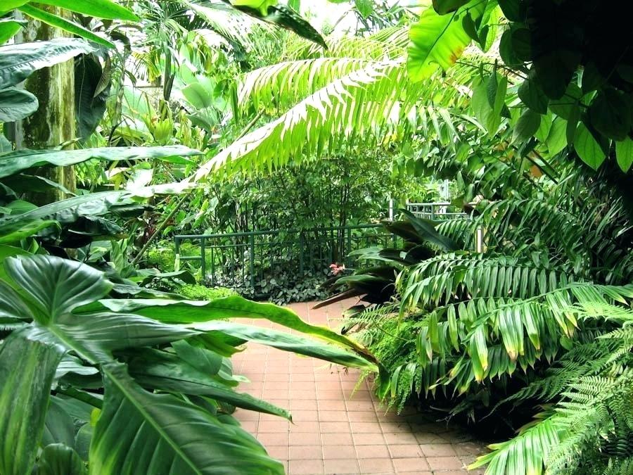 Tropical plant. Тропикал Хиад. Хелегония Тропикал. Тропическические растения. Растения в тропиках.