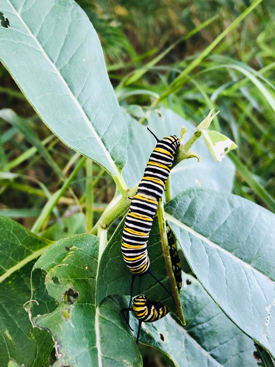 robsom2's tweet photo. Very cool to see ⁦@BallantraeGC⁩ work with Audubon by being an official habitat site for Monarch butterflies.  The caterpillars are proof it’s working.  Great job Ballantrae! https://t.co/arznIbYjY5