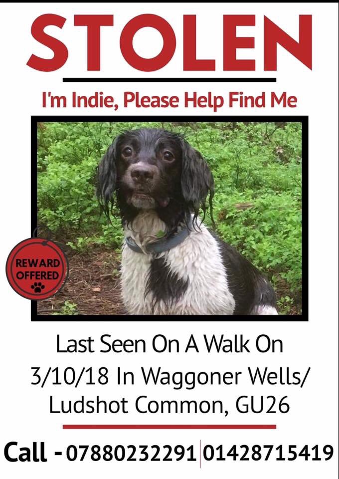 SheridanAlcock's tweet photo. Have you seen this gorgeous girl?
Indie was out on a walk 3.10.18 & vanished ๐ฅบ
Did you find her and take her home?
Indies family are offering a reward for her safe return, please call them arrange to give her back, take the money and go
๐ฏ% guaranteed
๐๐ถ๐๐ถ
#findindie https://t.co/20IfyJSZGq
