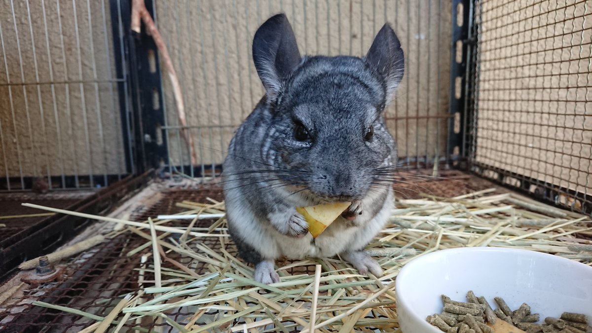 飯田市動物園 公式 今日の動物たちの様子をお届け 明日は開園日です お待ちしてます それではおやすみなさい 飯田市 動物園 ポニー チンチラ アオボウシインコ ミーアキャット