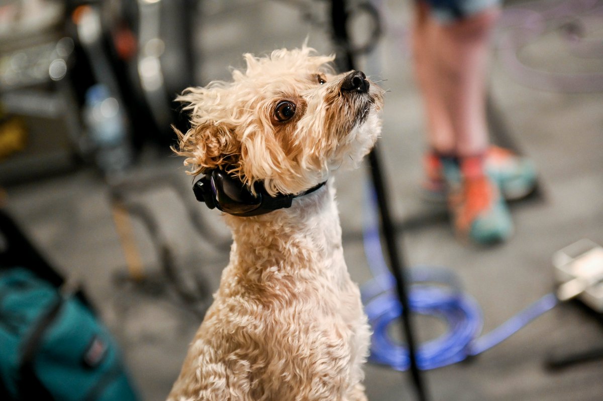 good music for dogs to listen to