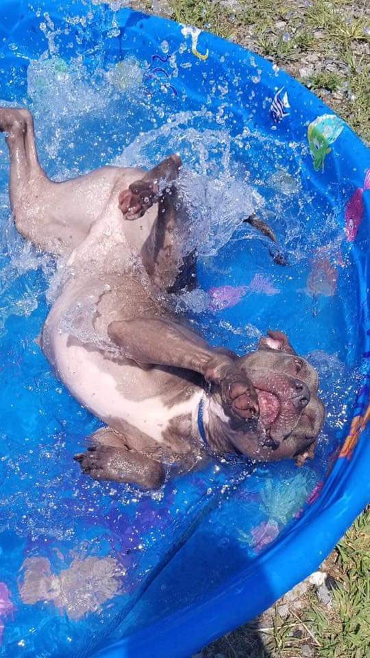 #MotivationMonday Elmer wants you to work hard &amp; play even harder 😂💜🐾 #Adopt #RehabResident #animalsanctuary