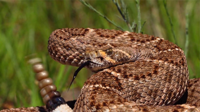 VenomDefender's tweet photo. Rattlesnakes... We are delighted to share with you a sneak preview of the new documentary by Matej Dolinay and Zuzana Dolinay. https://t.co/Xcp7QdzqC5 https://t.co/8J0HT79svD