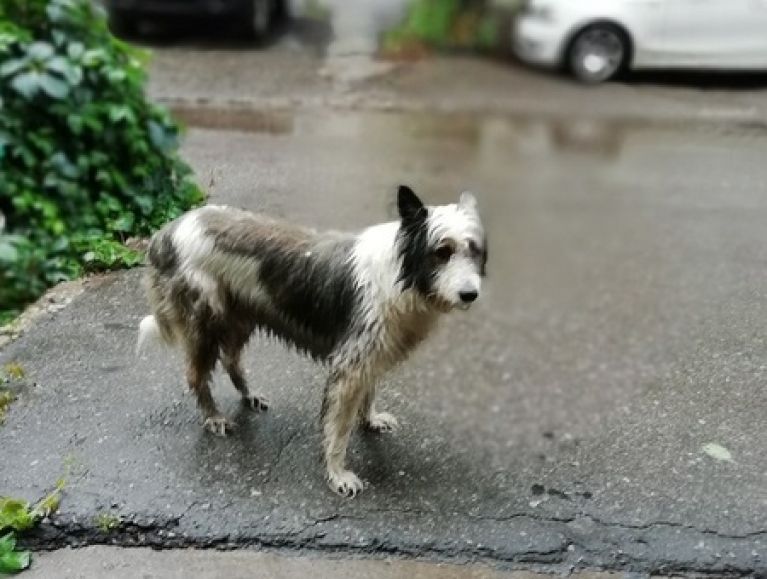 В Пензе собака второй день ищет хозяина под дождем. 