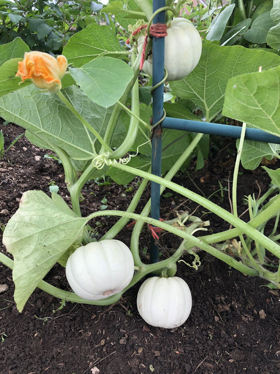 My little Allotment on Twitter: "Baby boo pumpkins are GO 👻🎃 . I just  absolutely love these little white pumpkins 🎃 . #Halloween #pumpkin  #growyourown #allotment… https://t.co/G1HvV3Yj9E"