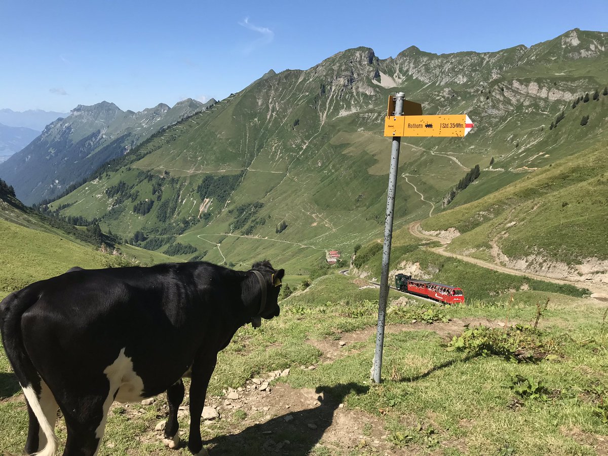 Farming Swiss style! Snow in summer at 2,000m #swiss #cows