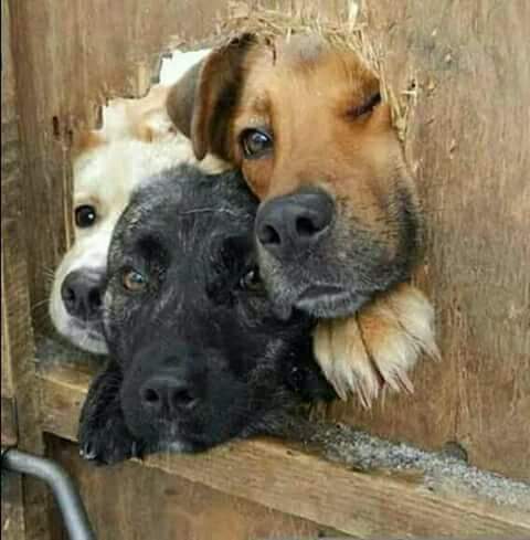 CVinJo's tweet photo. #Article370Scrapped Hey @ImranKhanPTI #Bajwa @OfficialDGISPR please come out in open field with your proxies like #HafizSaeed #AzarMasood to fight with Indians! Such peeping from narrow hole may cause strangulation!
#KashmirBleeds https://t.co/PO3yyoYIJd