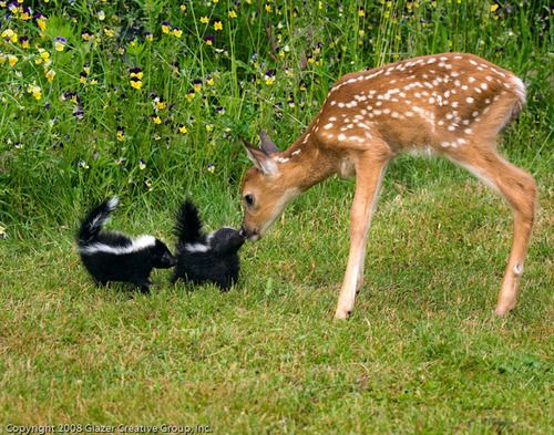 dghirardi's tweet photo. How cute... https://t.co/nXxzxIyQBW