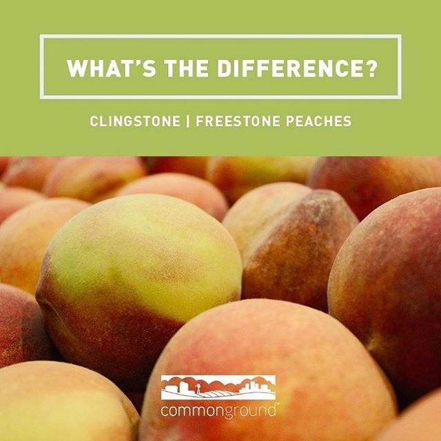 Be a 🍑 and learn the difference ⬇️
• 
#Repost @commongroundnow
・・・
Clingstone peaches cling to the pit, while freestone peaches easily pull away from the pit. Next time you buy peaches, see if you can tell the difference. #GeorgiaPeaches
.
.
.
#P… ift.tt/2yIDUcY