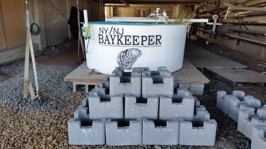 NYNJBaykeeper's tweet image. They say the world is your oyster. But here at NY/NJ Baykeeper, we say that #oysters are our world! We're obsessed with these bivalves &amp;amp; for good reason! Oysters protect our coastlines against erosion, are natural water filters &amp;amp; add habitat for marine life! #NationalOysterDay