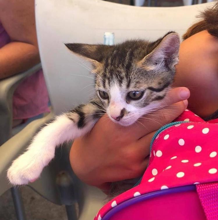 glointhesky's tweet image. Mi vecina tiene 10 gatitos para regalar. Machos y hembras. Son preciosos. Echadme una mano a ver si les encontramos familia. Gracias❤️
#Gatitos #kittens #Cádiz