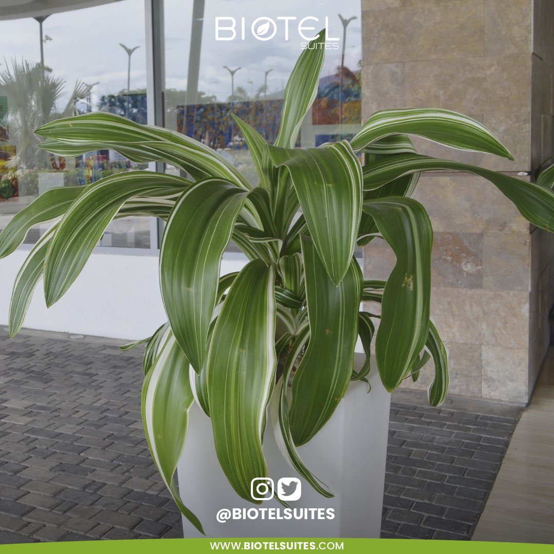 biotelsuites's tweet photo. La naturaleza sostiene la vida universal de todos los seres
Tenzin Gyatso

#biotelsuites
#hotel
#lux
#naturaleza
#biotel
#natural
#follow
#green https://t.co/wwlfrTxRGO