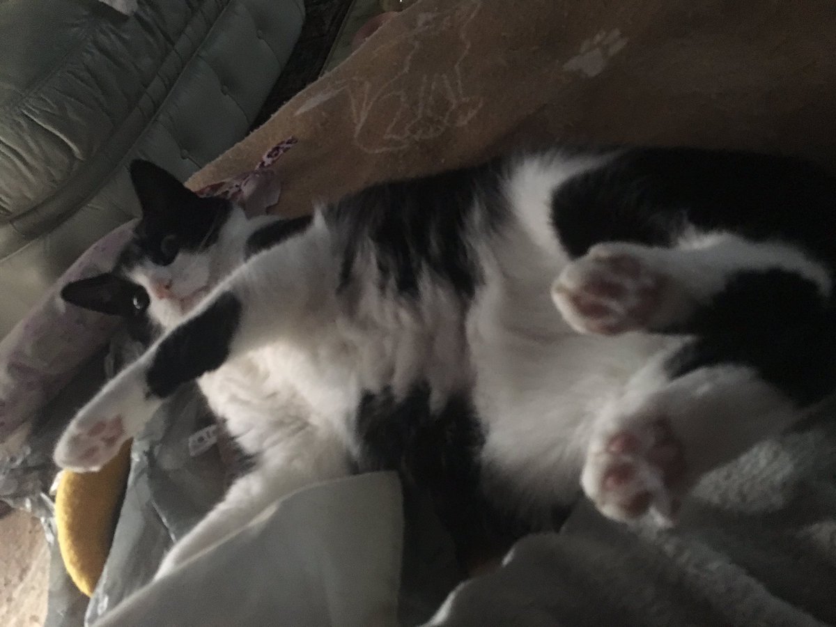 RaspberryMT's tweet image. Dearest Mr MC @MrMoustacheCat zis is my early morning #octopus 🐙pose paw #mogyog my last pawctice zis morning me as to meow night night now but sends love❤️n paw hugs 🐾🐾to mew n ezery purrs n tank mews paw a wonderpurr fun night💞love always Raspberry💗💕💗(n pinky ripple🐙)💞