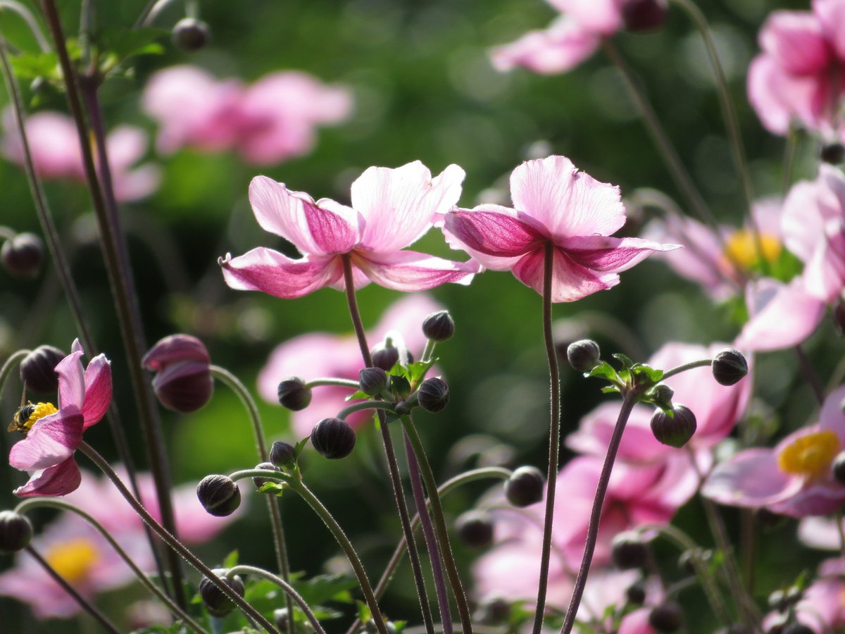 Gartenglück on Twitter "Im August ist doch oft schon ein leichter