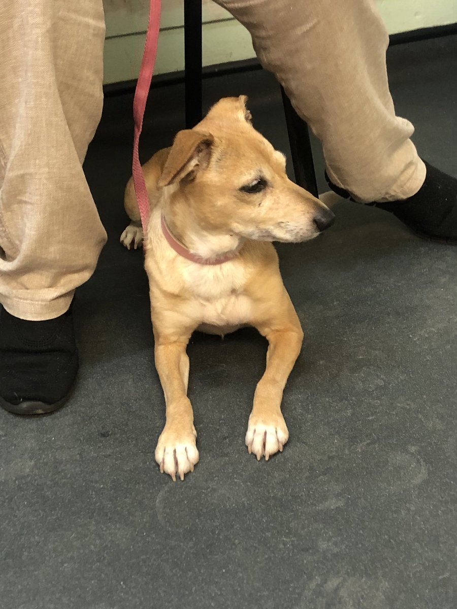 lizmaher89's tweet photo. Found Dog!! Not chipped, Anfield area! In Alder Vet, Eaton Road https://t.co/qL5V9hZB7h