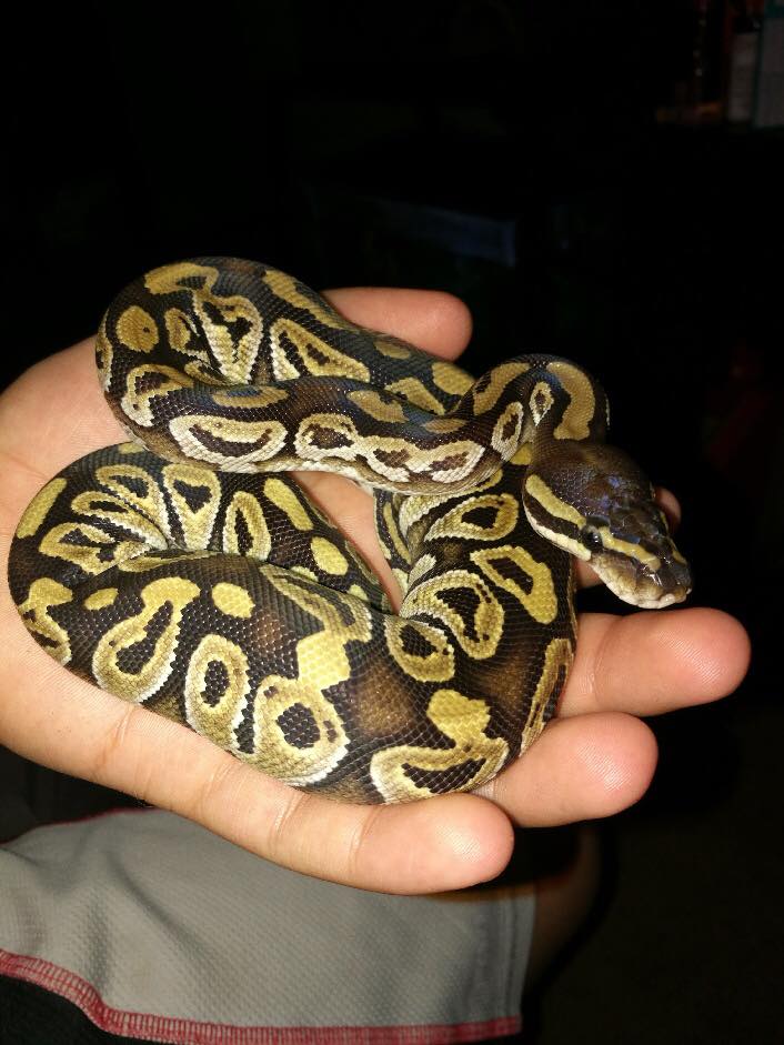 XYZReptiles's tweet image. Been thinking about getting a #MojaveBallPython? Get yours here: ow.ly/ffBB50voGVJ Customer pic courtesy of Alli. #xyzReptiles #BallPython #snake