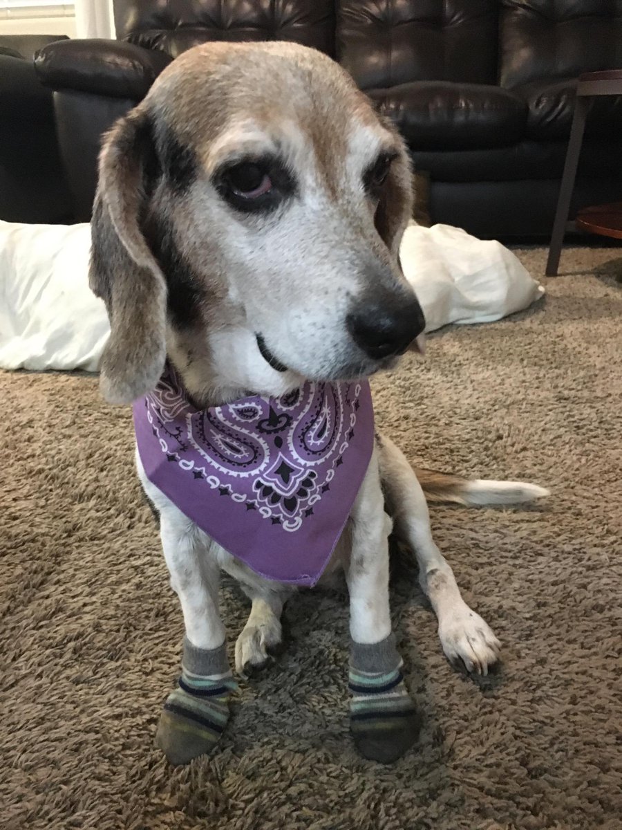 Another Kami shot.. looking darling
southernnevadabeaglerescue.com/adoption-form 
#snbrf #beagletopia #rescued #savealife #roadtorecovery #adoptdontshop #lovinglifebeagles #beagles #seniorbeagles #17kami