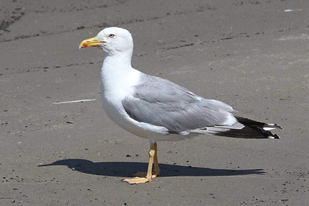 bonser_rich's tweet image. A couple of Yellow-legged Gulls by my home in #Rotherhithe this a&apos;noon, a near-adult and a nicely advanced juvenile/1st-winter - both birds on the beach by the Doubletree Hotel. #londonbirds