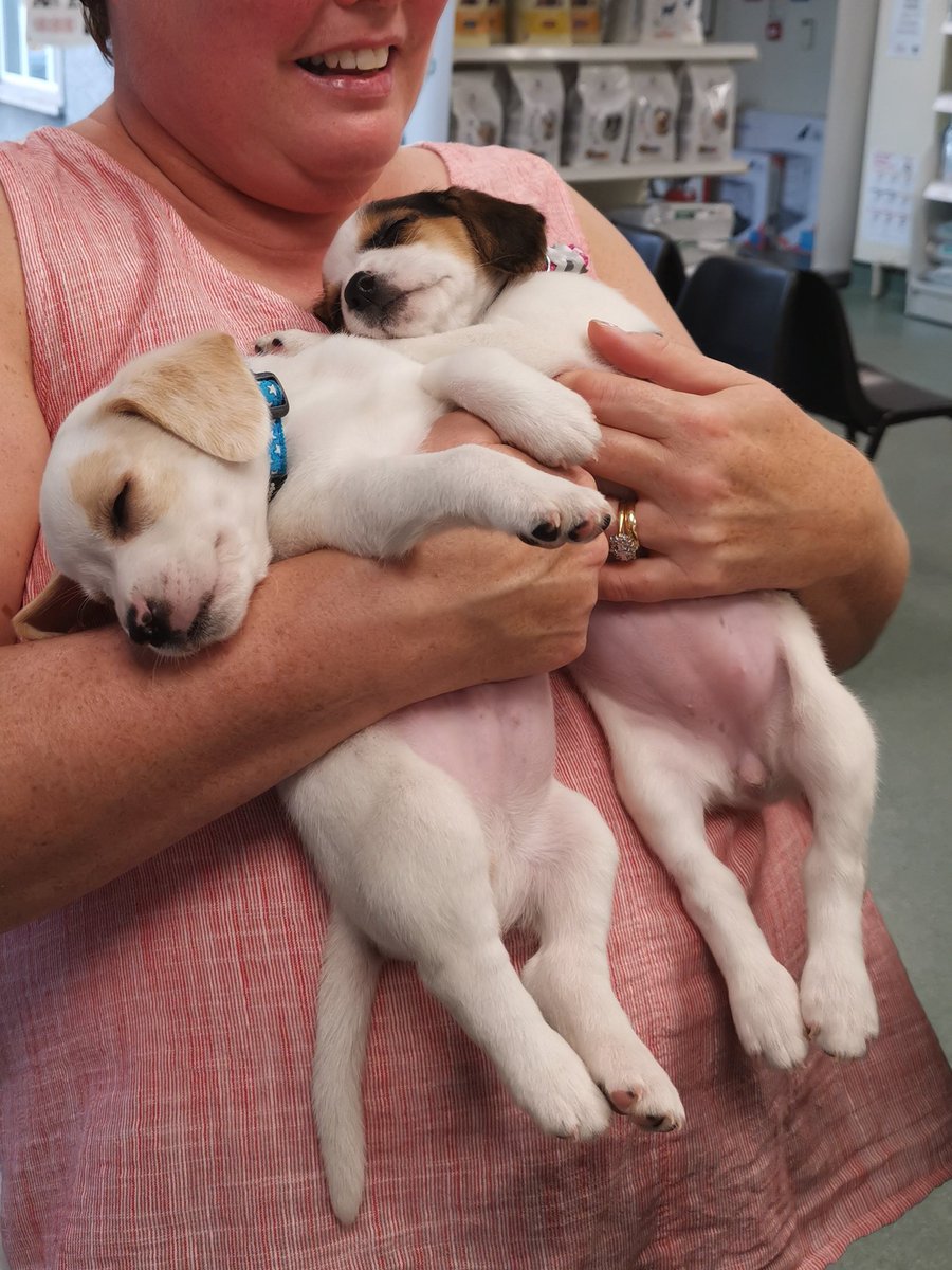 pdwallace13's tweet photo. @dog_rates lost our 14 yr old Beagle this week.  Please rate Fudge and Bella for their ability to turn tears into joy again. https://t.co/QeDMhaH3Yp