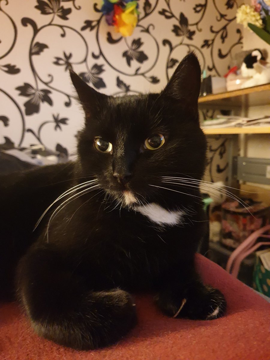 Theswedencats's tweet photo. I love my mom's bed and i love sleep with her all night. And she of course is the best mom in  the world too 😍❤
💕
🌸
💕
🌸
#blackandwhitecat #zimbathecat 
#imacutecat #imsexyandimeowit 
#meowpost #meowfies 
#catfies #catselfie 
#imacat #sassy 
#sweden #swedishcat https://t.co/EO8uRiXaWO