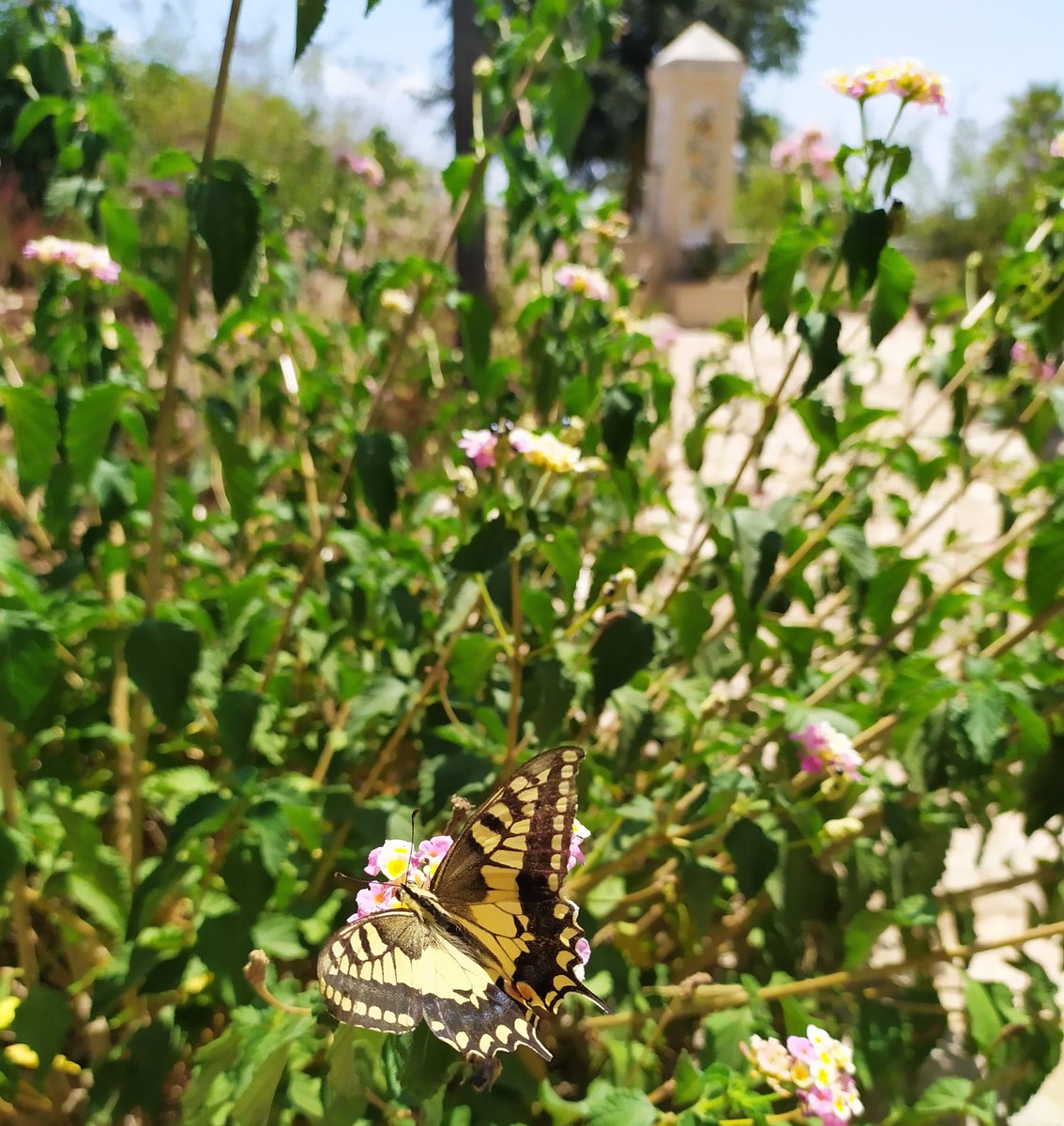 It's a beautiful day here in Artemisia Resort! 

#MondayMotivation 
#MondayMorning 
#MondayMood 

📧 info@artemisiaresort.com
☎️ 0932/642575
📍 Via Enrico Caruso, 13 - Ragusa